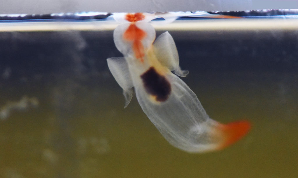 Sea angel, under the sea ice in the Barents Sea, Helmer Hansen research vessel, 2016. Photo: Jana Winderen.