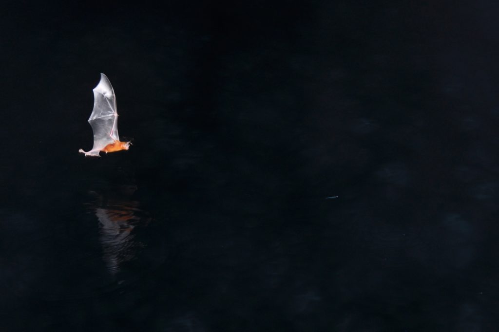 Recording of the ultrasound echolocation of bulldog bats, from the vessel Dardanella, TBA21—Academy, Panama, 2013. Photo: Jana Winderen.