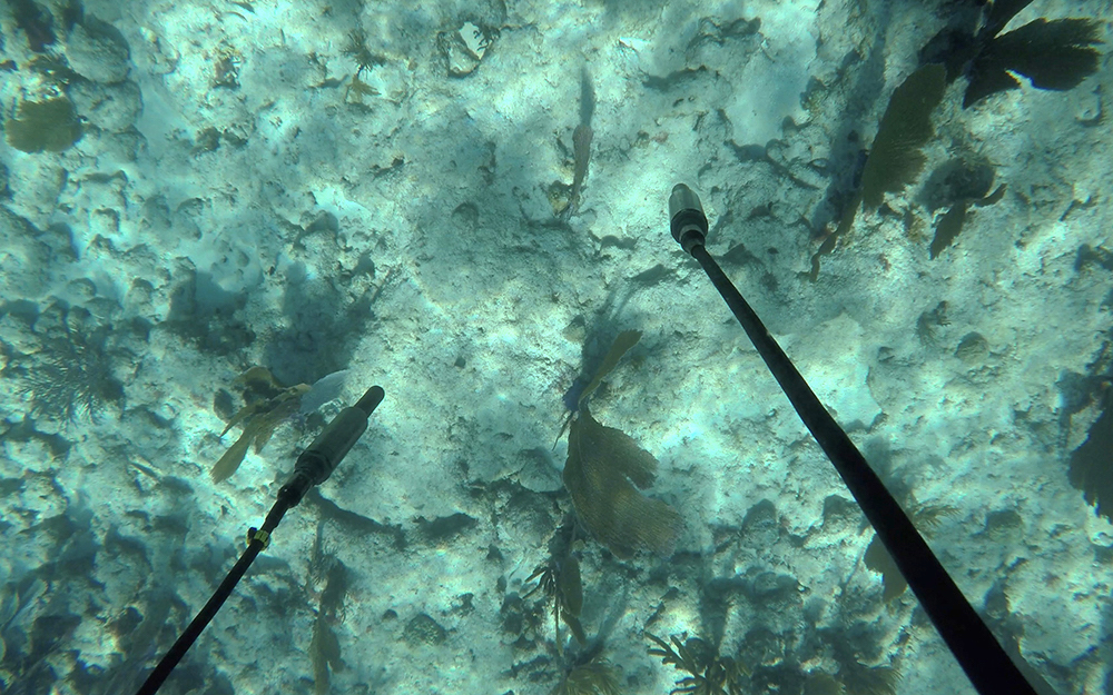 Jana Winderen hydrophone recording for the project The Art of Listening: Under Water, 2019. The twenty-two-channel sound installation at the Rotunda in Collins Park, Miami Beach was commissioned by Audemars Piguet for Art Basel, Miami, 2019. Made in collaboration with Tony Myatt. Photo: Jana Winderen